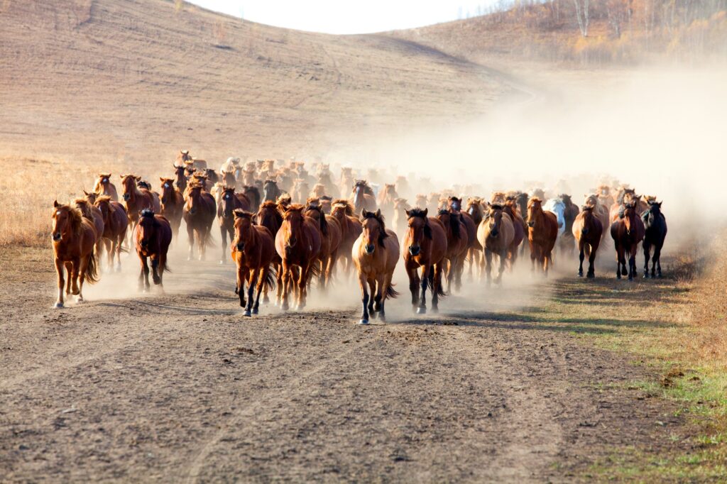 voyage mongolie circuit sur mesure guide francophone